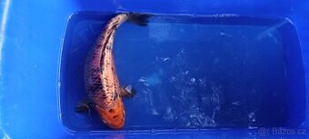 KOI kapři