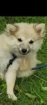 Krásné štěně trpasličí špic( mini pomeranian)