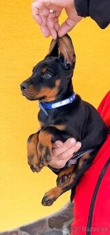 Doberman šteniatka FCI. s PP
