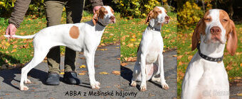 Pejsek a fenka_pointer_štěňátka_CHS z Mešinské hájovny