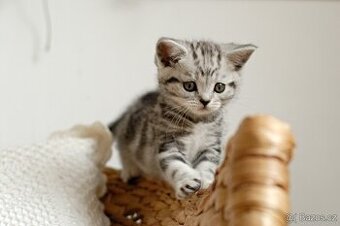 Nabizim britskeho whiskas kocourka bez PP