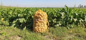 Brambory na uskladnění