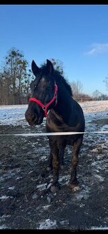 Valach Friský kůň x Norik