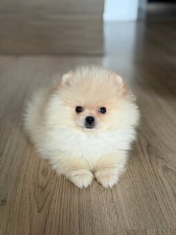 Pomeranian mini pejsek