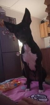 Staford křiženi borde colie