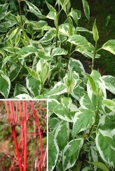 Sibirica Variegata, velké sazenice 70-80cm svída s panašovan