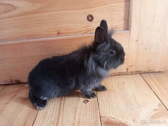 Prodám zakrslá králíčata