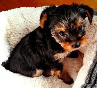 Jorkšírský teriér - štěňata