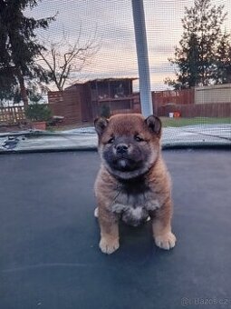 Shiba inu bez PP