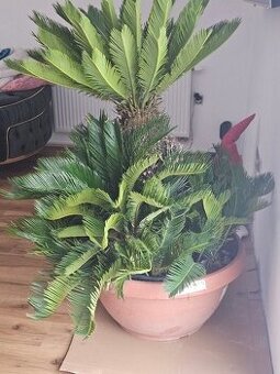 prodám krásný velký Cycas Revoluta - 1