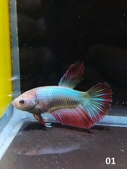 Betta Splendens - Betta bojovnice (Samec 01) - 1