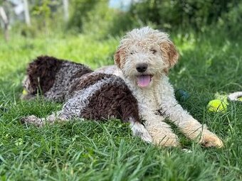 Lagotto romagnolo s PP