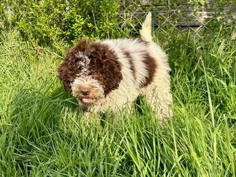 Lagotto romagnolo s PP