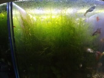 Akvarijní mechy a Anubias nana