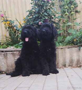 Briard s PP