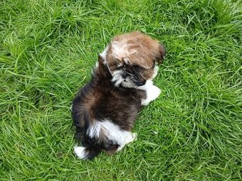 Shih-tzu, shi tzu, šicu stěně štěňátko - 1