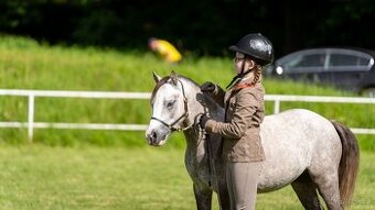 Welsh mountain Pony