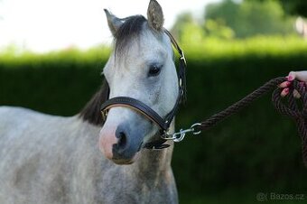 Welsh mountain Pony