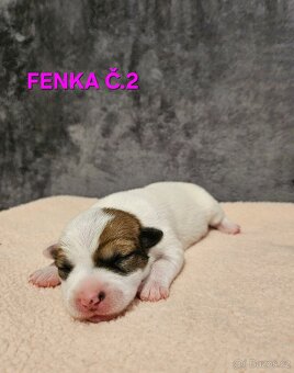 JACK RUSSELL - K REZERVACI