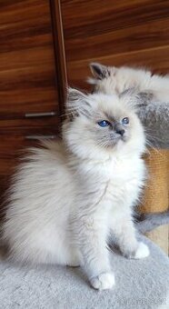Ragdoll koťátka