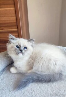 Ragdoll koťátka s necuchavou srstí