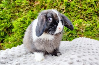 Zakrslý beránek, králíček, králík - TEA