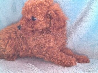 Pudl toy , pudlík, poodle toy s pp