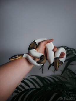Krajta královská / python regius / ball python