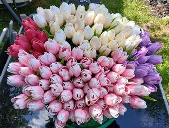 Francouzské tulipány 800 ks