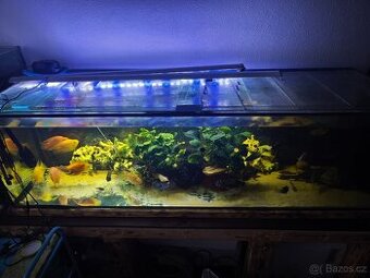 Nabízím na prodej akvárium 544 litrů