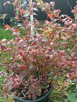 Růžová Kanadská borůvka - PINK LEMONADE