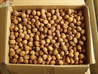 Prodáme VLAŠSKÉ OŘECHY