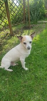 Hledáme fenečku ke krytí..