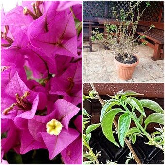Bougainvillea, Bouga,  středomořské rostliny, keře