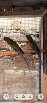 Rosela Penant letošní.