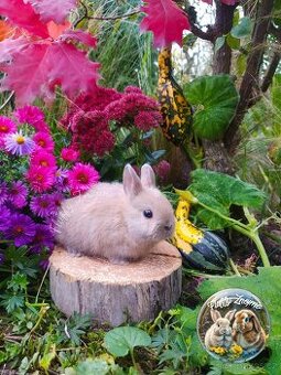 Zakrslí králíčci ze Znojma