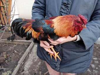 kohoutek a kuřička