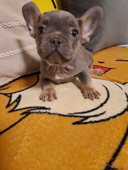 Francouzský buldoček