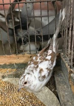 Holoubek diamantový straka samička