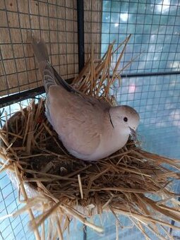 Hrdlička chechtavá