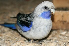 Dobrý den Koupím pár pedant modrá skořice  Kroužkované