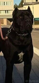 Cane Corso s PP - krytie