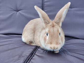 Burgundský králík