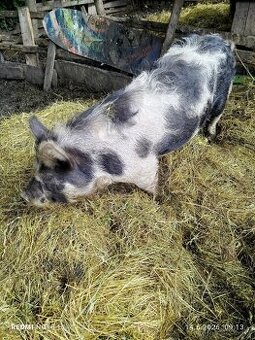 X kune kune