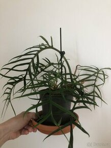 Philodendron tortum