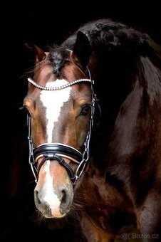 Připouštění plemenným hřebcem Welsh cob D