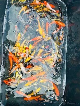 Koi kapr,karas, amur