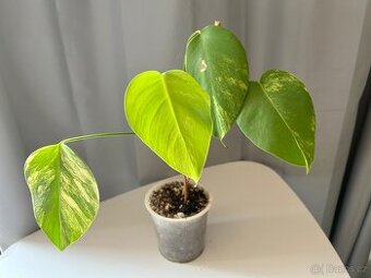 Monstera Aurea