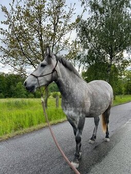 Valach 144 cm, 4 roky