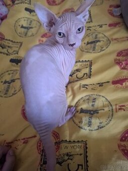 Koťatka sphynx